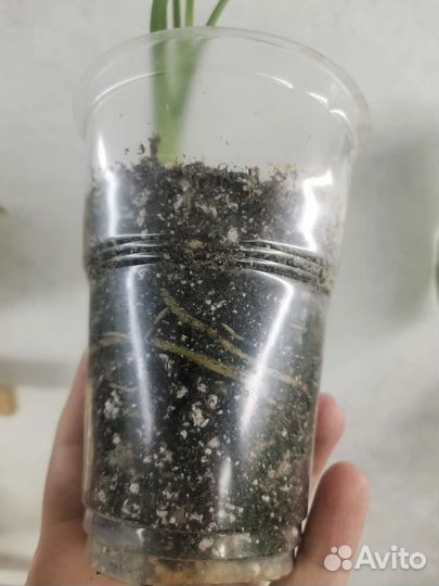 Аглаонема Cutlass