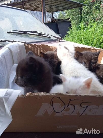 Котята в добрые руки бесплатно