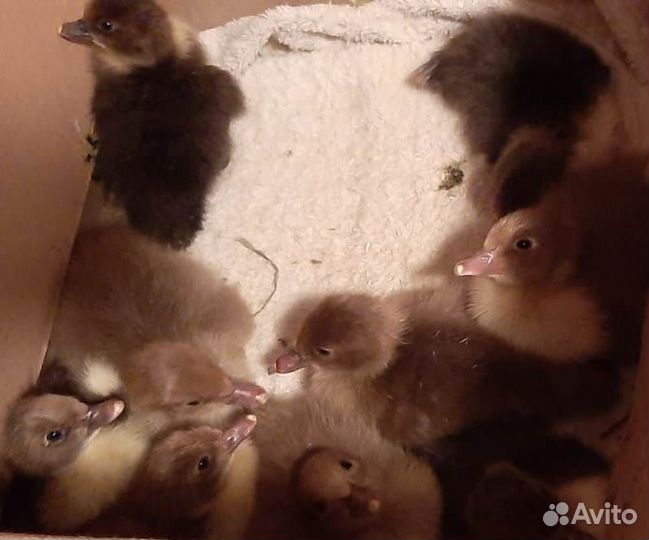 Мускусные утята тяжелой линии