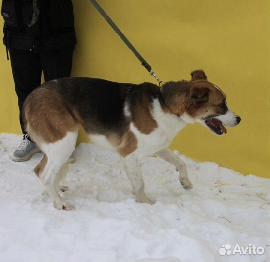 Собака без уха в добрые руки