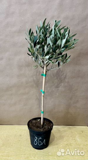 Оливковое дерево живое