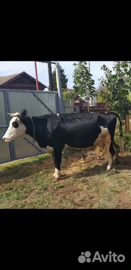 Коровы дойные молочные