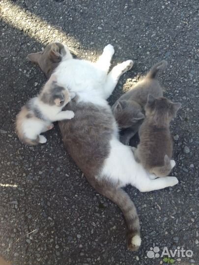 Котята в добрые руки бесплатно