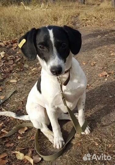 Собака ищет семью