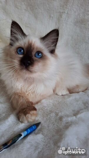 Котята редкой породы