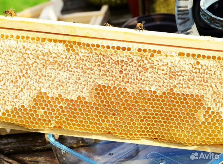 2024 Мёд натуральный из Алтая оптом