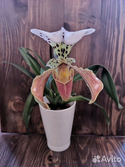 Фотофон из массива дерева, двустворчатый