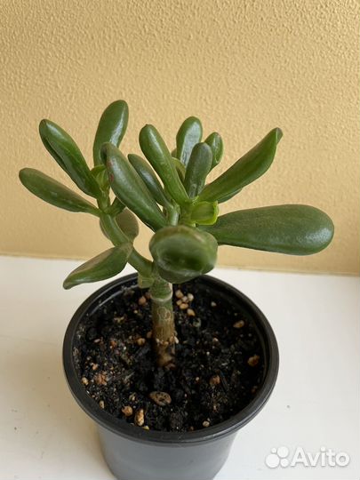 Крассула (толстянка) разные виды