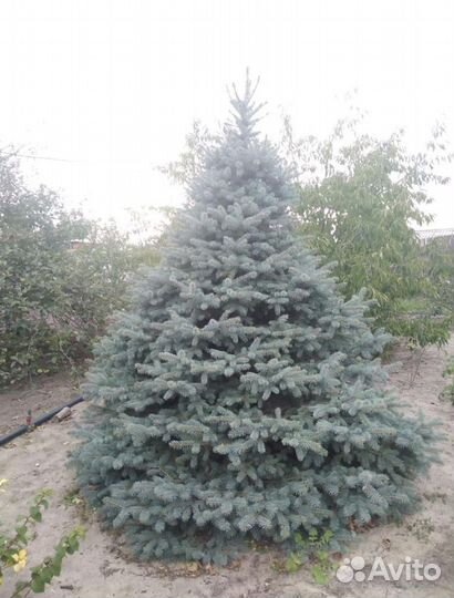 Ель голубая 1-1,2 м