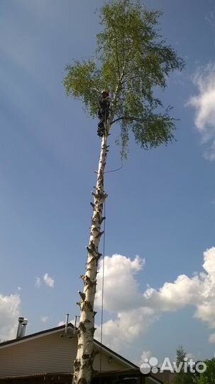 Спил деревьев