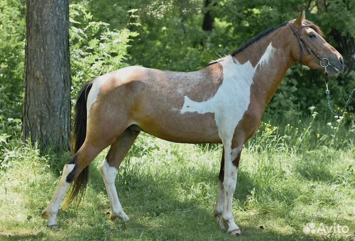Продается Терский мерин,Тракененская кобыла и бп