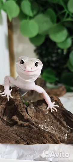 Гекон эублефар