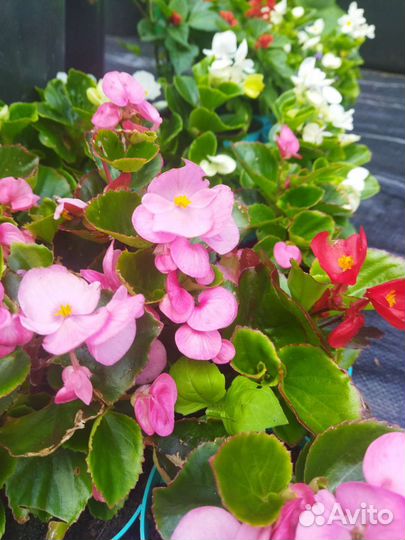 Сальвия, бегония вечноцветущая рассада