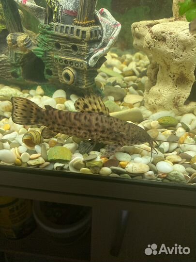 Аквариумные рыбки