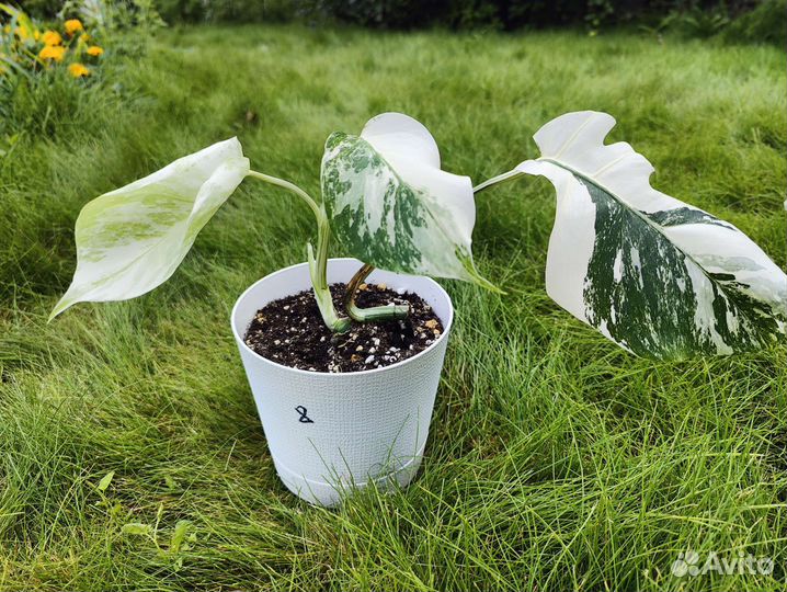 Монстера Альба 8