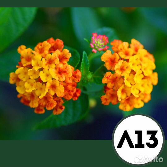 Саженцы лантаны