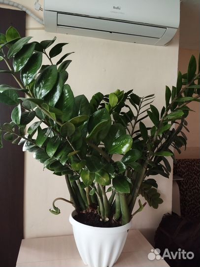 Замиокулькас