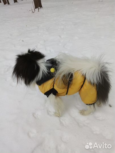 Японский хин