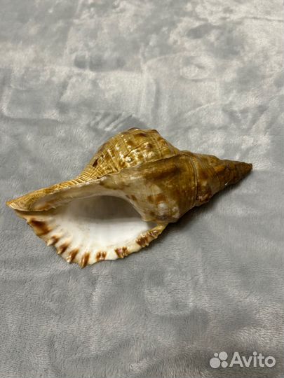 Раковина морская большая в интерьер