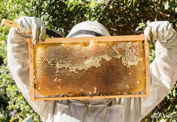 2024 Мед натуральный с Алтая опт