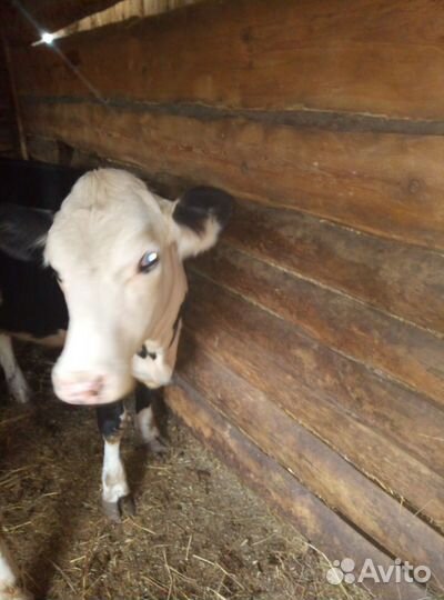 Телка, бык, корова