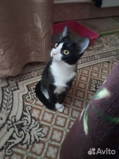 Котенок девочка в добрые руки