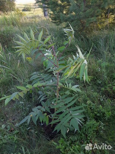 Саженцы сумах оленерогий