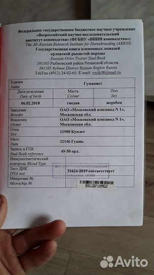 Орловский жеребец