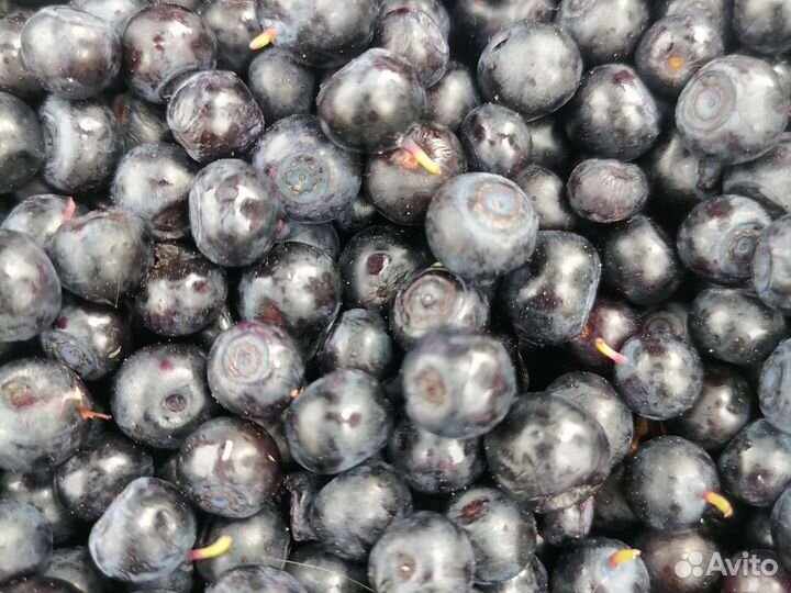 Черника таежная