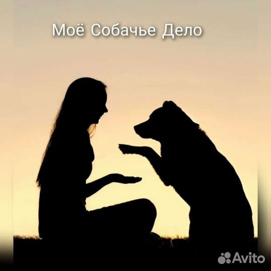 Стрижка собак и кошек(груминг)