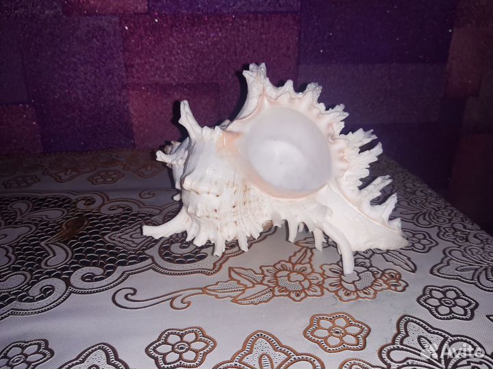 Большая морская раковина (ракушка), очень красива