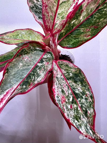 Аглаонема Siam Avrora Variegated