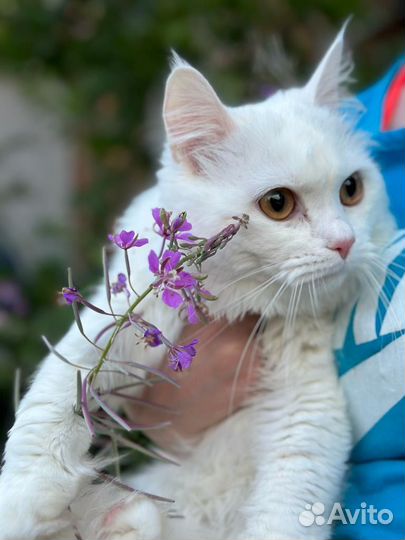 Турецкая ангора