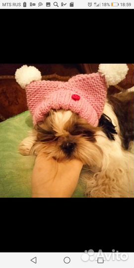 Шапочка для собак мелких пород