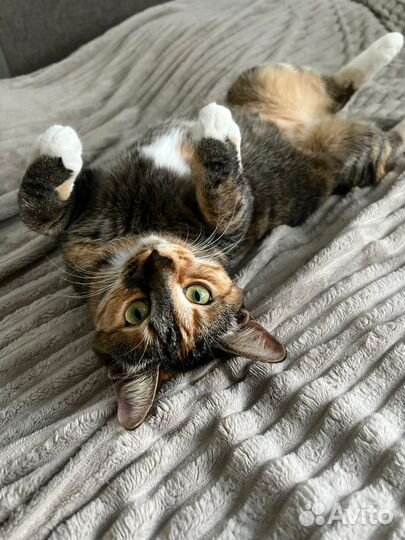 Четырехцветная кошка