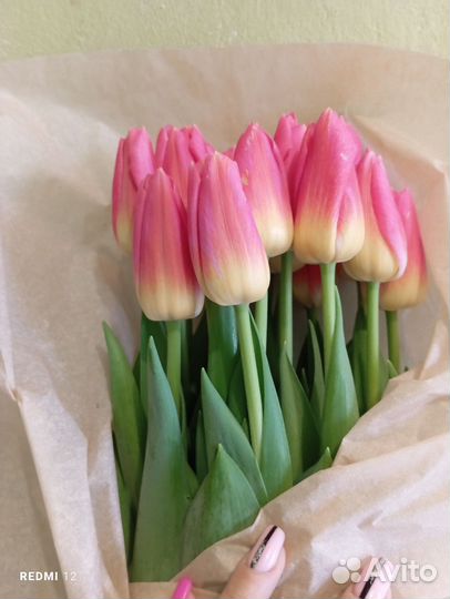 Луковицы тюльпанов