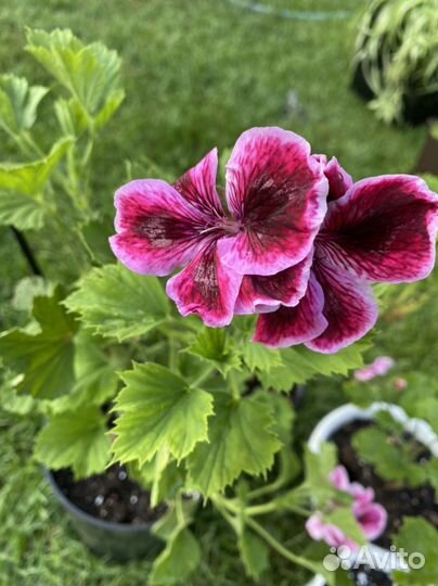 Пеларгония герань