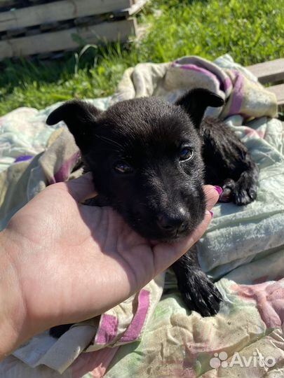 Щенок в добрые руки