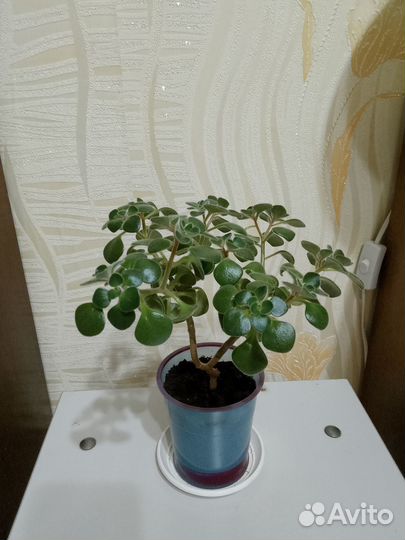 Аихризон дерево любви