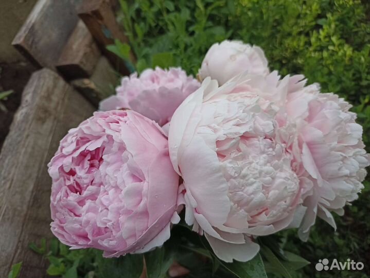 Пион Сара Бернар из моего сада