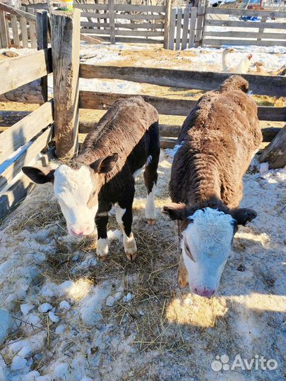 Домашние животные