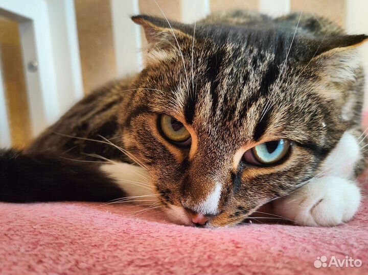 Кот кастр-ый. Ищет новый дом и любящего хозяина