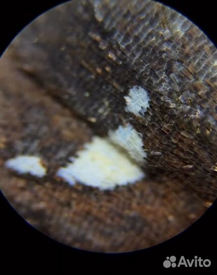 Микроскоп 640х levenhuk rainbow 2l plus