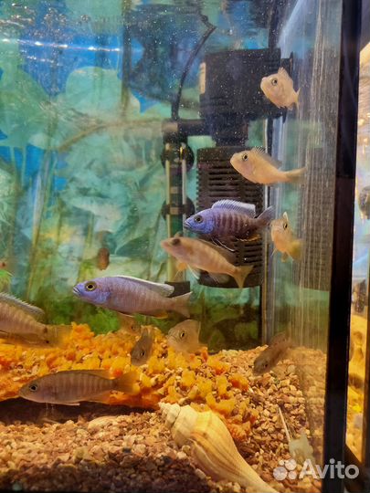 Рыбки цихлиды