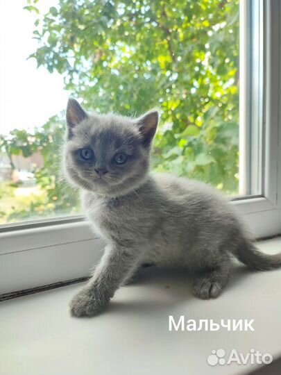 Британские котята