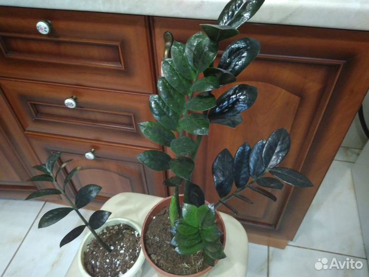 Чёрное доллоровое дерево