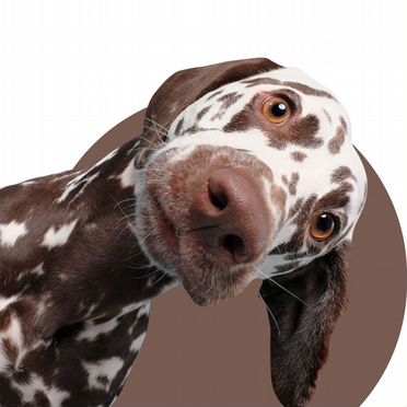 Продавец-консультант зоотоваров (Мотовилихинский)