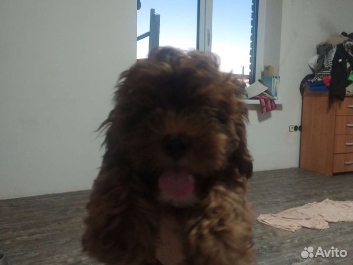 Собаки щенки