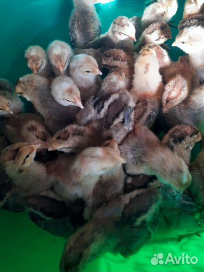 Инкубационное яйцо билифелдеров