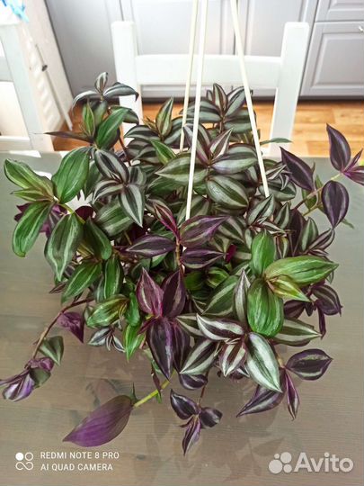 Традесканция, коллизия